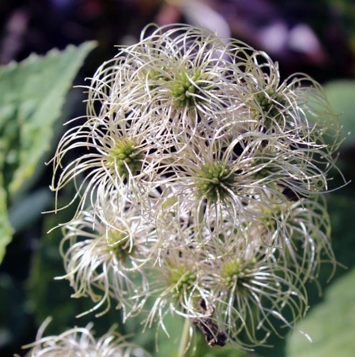 Clematis heracleifolia (Clematis davidiana) - Clematis Floração Jacinto, Clematis Flor de Jacinto, Clematis Arbustiva