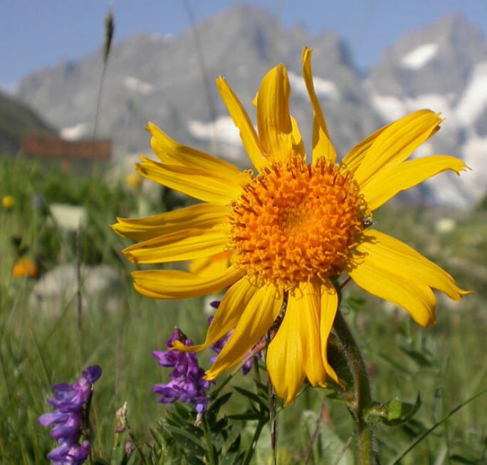 Arnica montana - Arnica verdadeira, Arnica da montanha