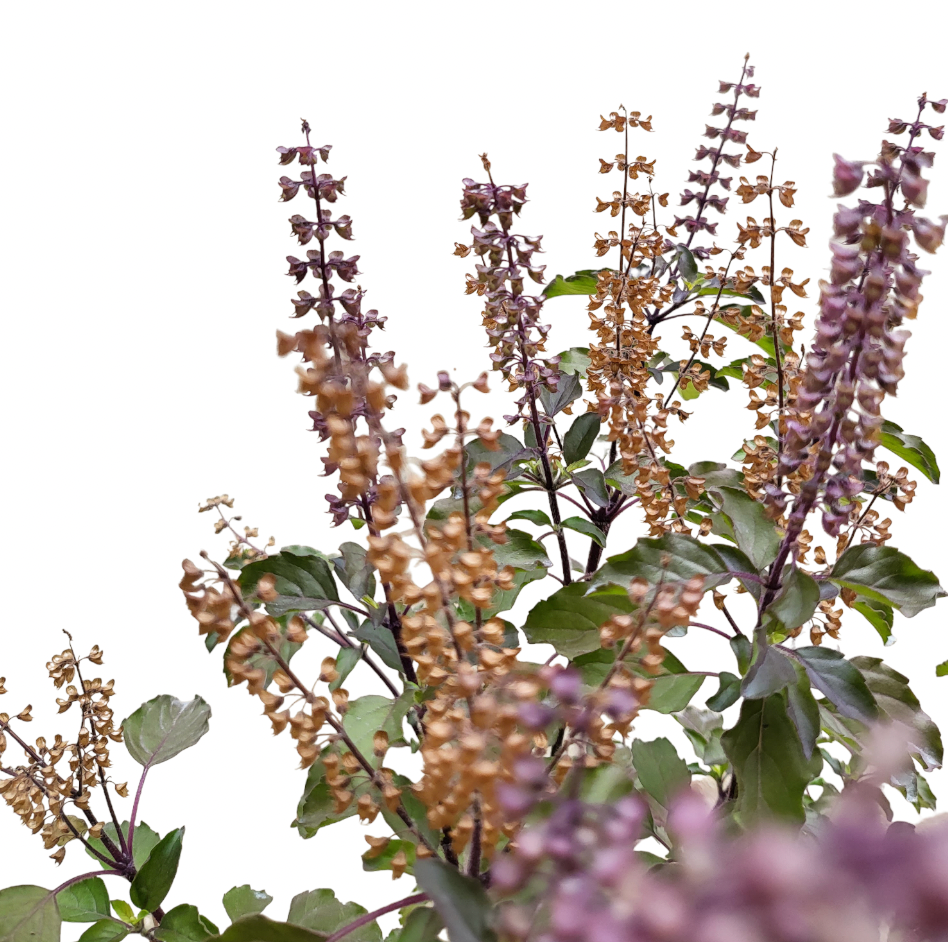 Ocimum tenuiflorum - Manjericão Sagrado, Manjericão-Santo, Tulsi