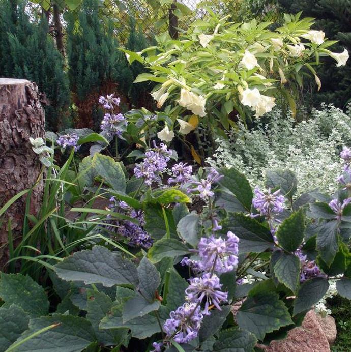 Clematis heracleifolia (Clematis davidiana) - Clematis Floração Jacinto, Clematis Flor de Jacinto, Clematis Arbustiva