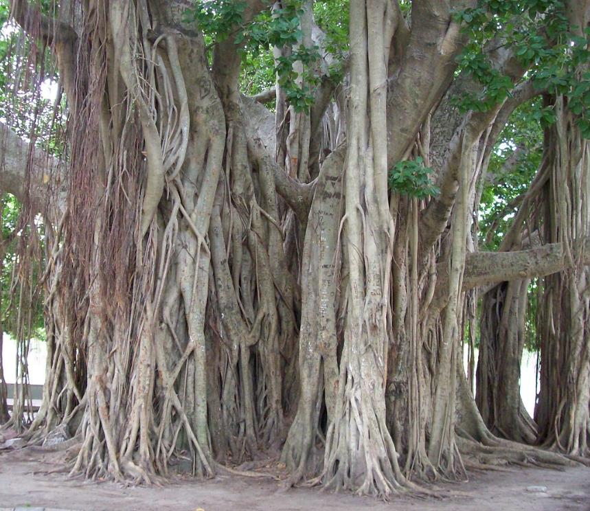 Ficus benghalensis - Figueira de Bengala, Árvore de Banyan
