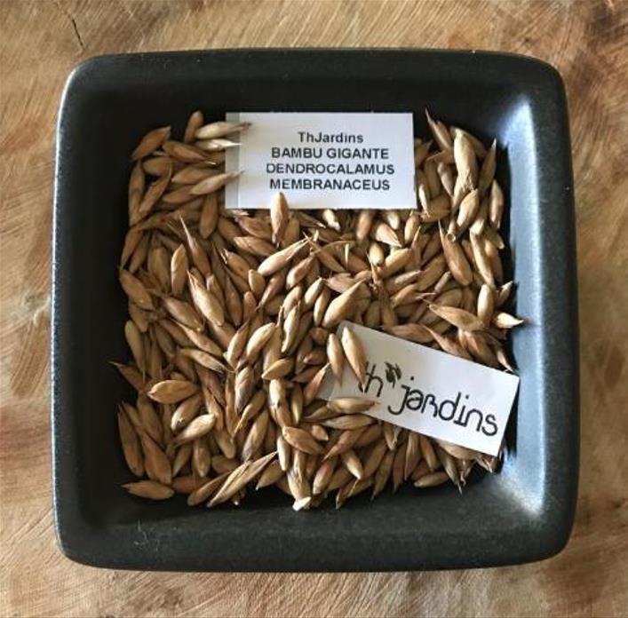 Dendrocalamus membranaceus - Bambu Branco Gigante, Bambu Gigante, Bambu Branco