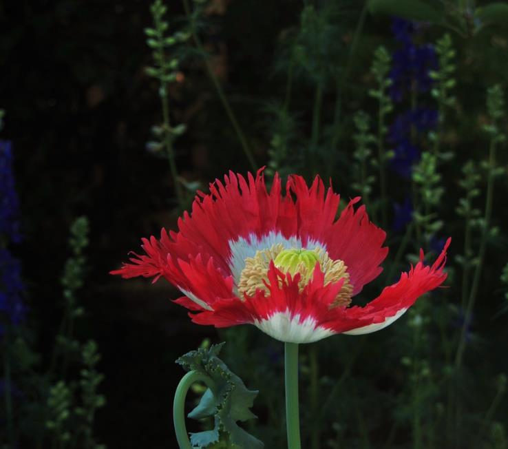Papaver somniferum 'Danebrog Danish Flag' - Papoula Bandeira da Dinamarca, Papoula Franjada, Papoula Emplumada, Danish F