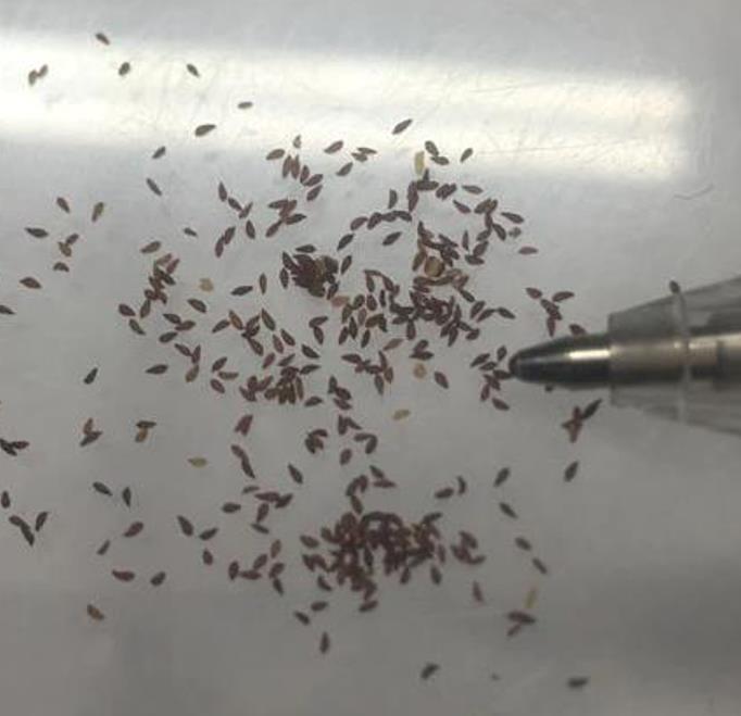 Trichostema lanatum - Alecrim da Califórnia, Alecrim Selvagem Americano, Woolly Blue-Curls