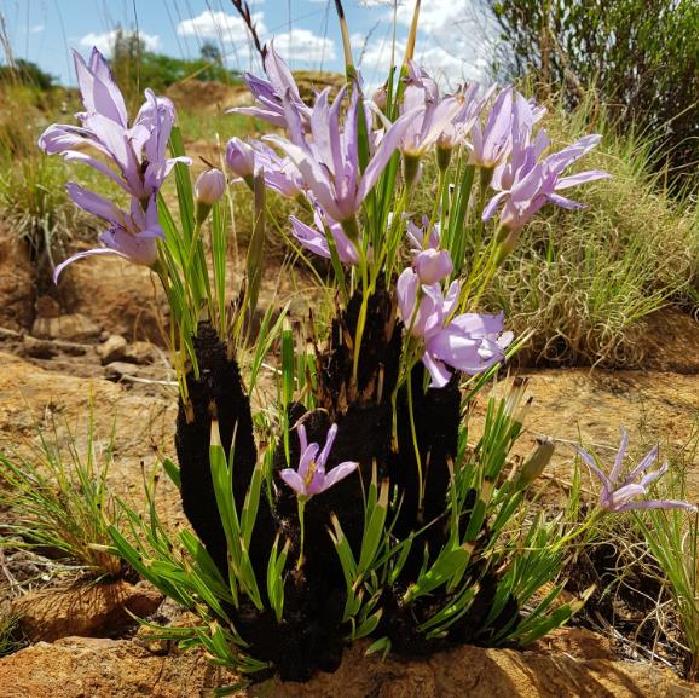 Xerophyta retinervis - Lírio Negro, Lírio Negro do Deserto, Lírio do Deserto