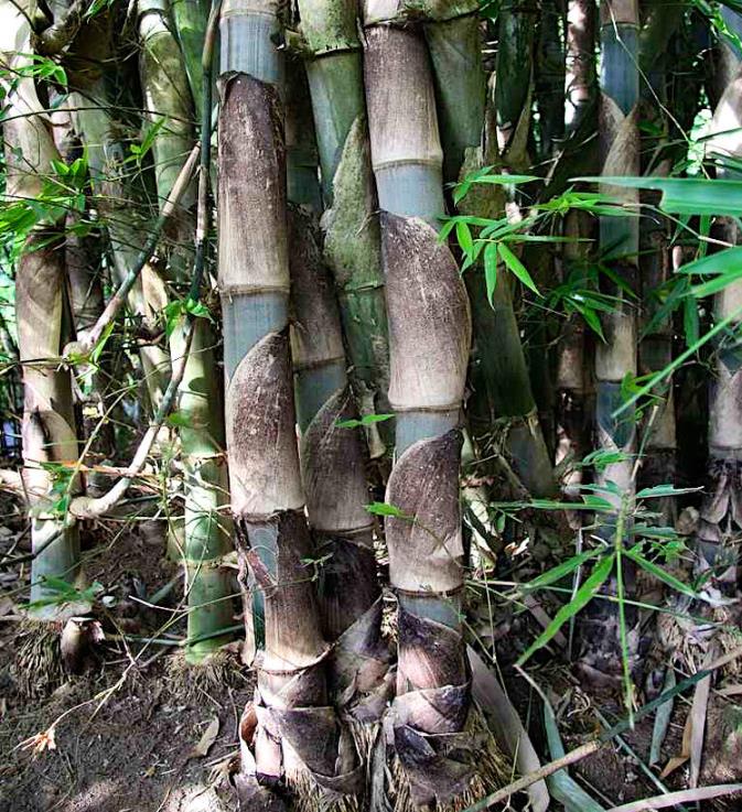 Gigantochloa apus - Bambu Gigante Tabashir, Bambu Tali, Giant Tabashir Bamboo