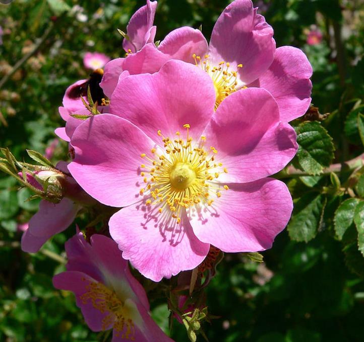 Rosa canina -  Trepadeira Rosa Mosqueta Canina, Rosa selvagem, Rosa silvestre, Rosa canina