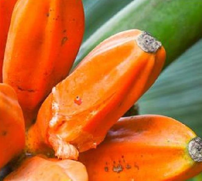 Musa johnsii - Banana Mel, Banana silvestre da Papua Nova Guiné