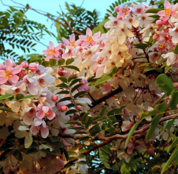 Cassia bakeriana  - Cassia Flor de Macieira Anã, Cássia Chuveiro Cor-de-rosa, Árvore dos Desejos