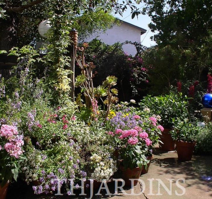 Nepeta cataria 'Citriodora' - Bálsamo do Campo, Bálsamo de Limão, Erva dos Gatos Essência Limão, Catnip Citrad