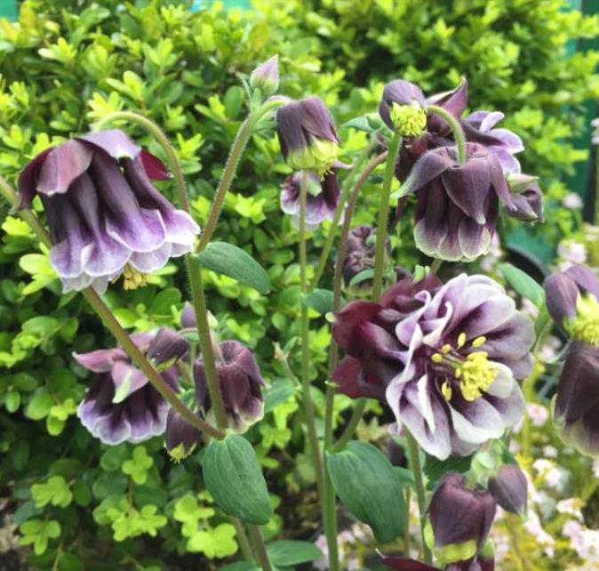 Aquilegia 'Double Pleat' blackberry - Aquilegia Dobrada Flor de Clematis, Columbina Dobrada Plissada Blackberry