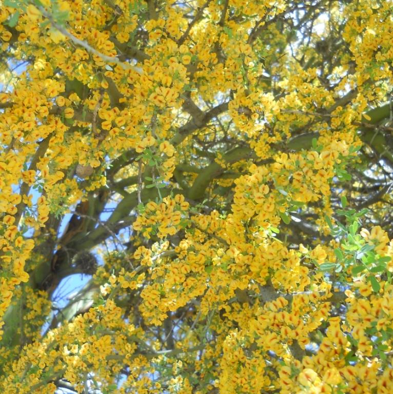 Geoffrroea decorticans - Madeira Verde do Chile, Chanal, Chanar, Chañar