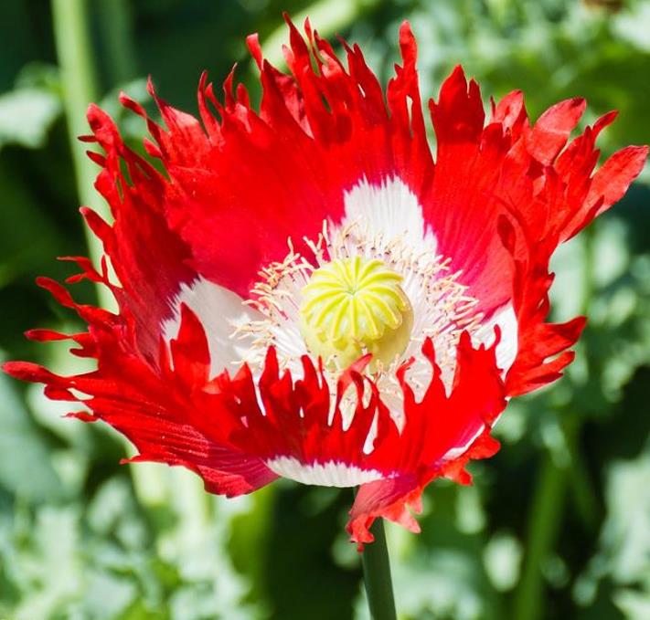 Papaver somniferum 'Danebrog Danish Flag' - Papoula Bandeira da Dinamarca, Papoula Franjada, Papoula Emplumada, Danish F
