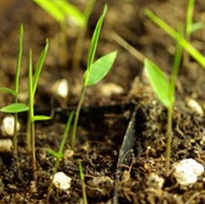 Phyllostachys pubescens (Phyllostachys edulis) - Bambu Mossô, Bambu Gigante Mossô