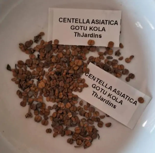 Centella asiatica - Centelha Asiática, Gotu kola, Brahmi