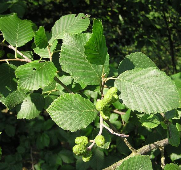 Alnus rubra - Amieiro Vermelho, Amieiro do Oregon, Amieiro Ocidental