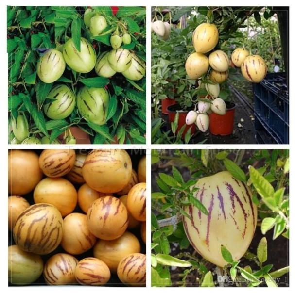 Solanum muricatum - Melão-Pera, Melão Andino, Melão dos Andes, Pepino doce