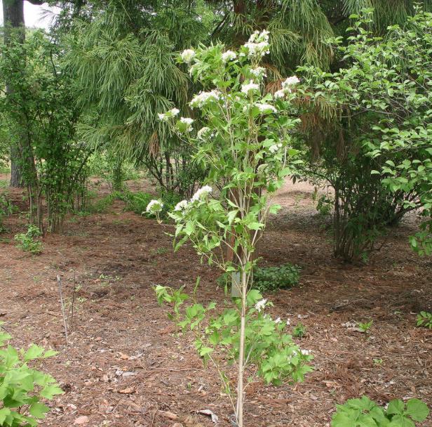 Viburnum trilobum - Cereja americana, Cranberry, Cramberry