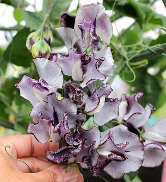 Lathyrus odoratus 'Nimbus Spencer' - Ervilha Doce Nimbus Spencer, Ervilha Doce Perfumada Nimbus