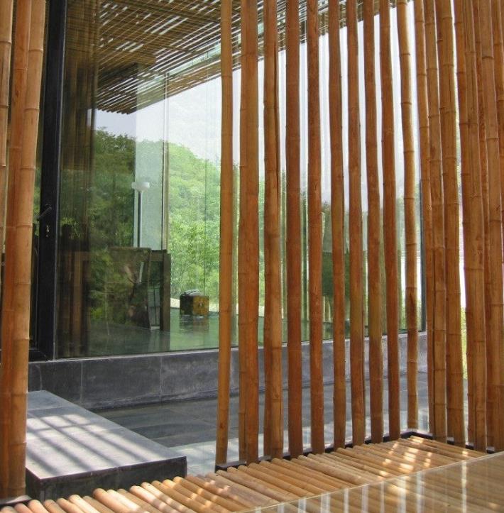 Dendrocalamus strictus - Bambu Ferro - Bambu Gigante Ferro, Bambu Sólido