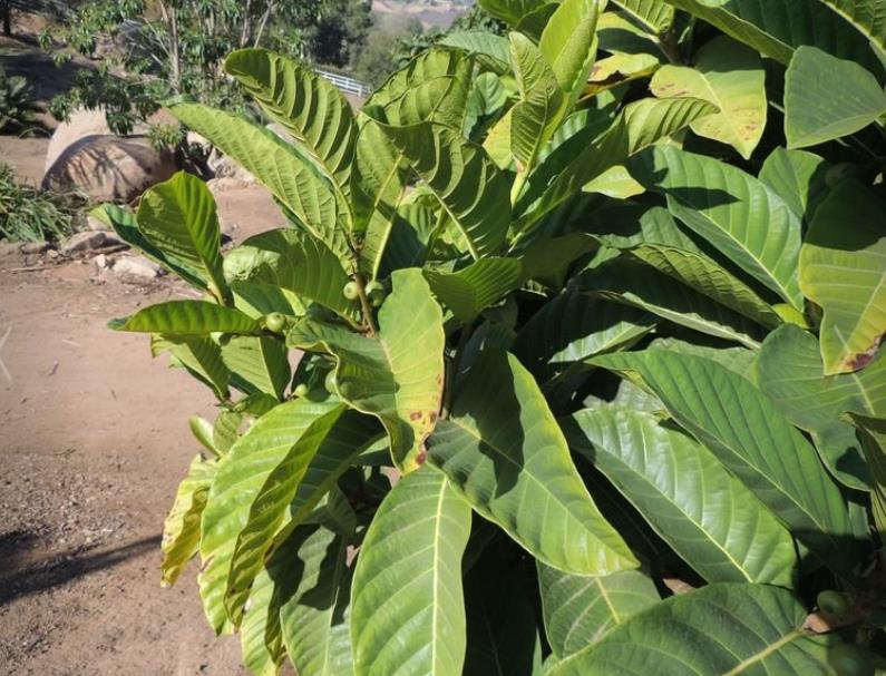 Ficus habrophylla - Figo vermelho, Figueira de folha gigante, Figo da Nova Caledônia