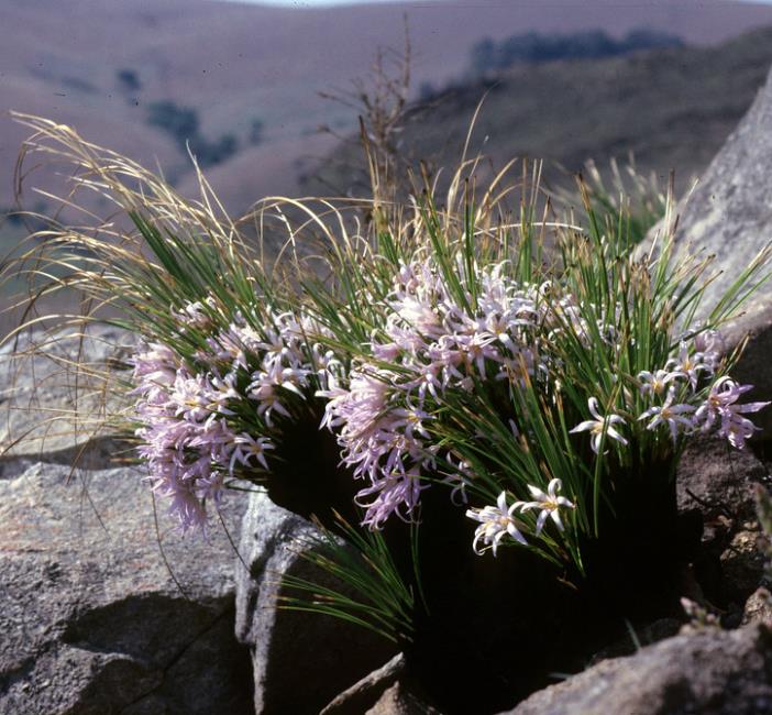 Xerophyta retinervis - Lírio Negro, Lírio Negro do Deserto, Lírio do Deserto