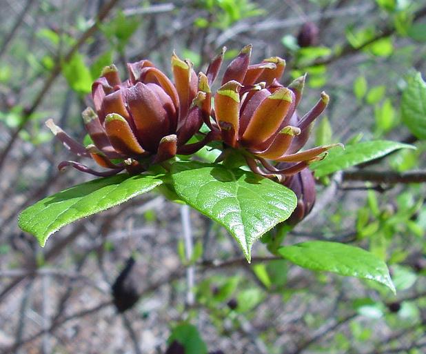 Calycanthus floridus - Carolina pimenta da Jamaica, Arbusto abacaxi, Arbusto morango, Arbusto doce