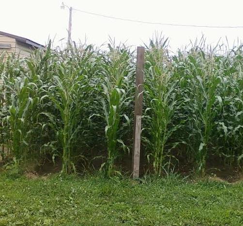 Zea mays Stowell's Evergreen (C.O.) - Milho Doce Perene de Stowell, Milho Doce Perene