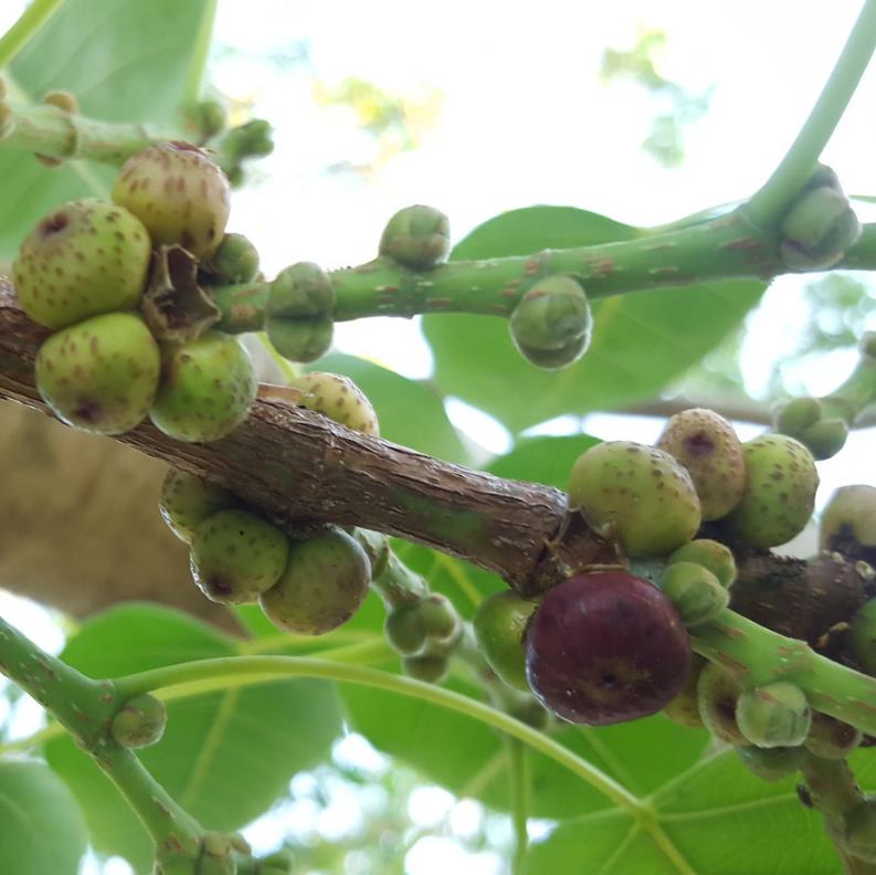 Ficus religiosa - Figueira Religiosa, Figueira dos Pagodes, Figueira Sagrada, Sacred Fig