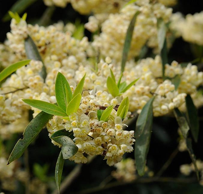 Litsea cubeba - Pimenta da Montanha, May Chang, Litsea Aromática, Cubeba, Pimenta de Java