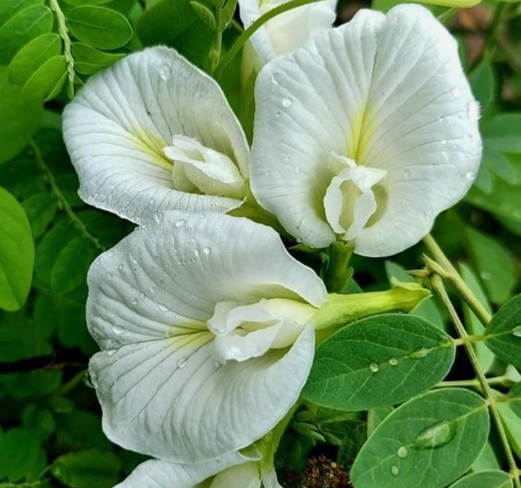 Clitoria ternatea Albiflora - Ervilha Borboleta Branca, Flor de Fada Branca, Flor de Concha, Rainha Branca, Po