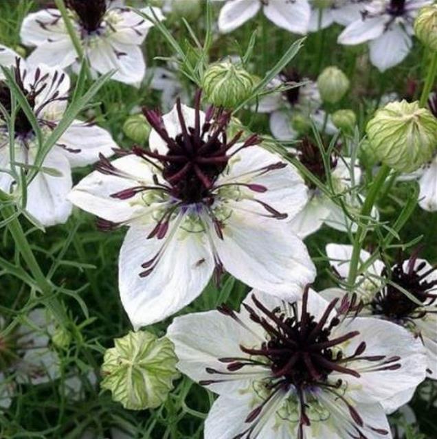 Nigella papillosa 'African Bride' - Amor em uma Névoa Rainha Africana, Love in a Mist, Flor Amor na Neblina, Nigella
