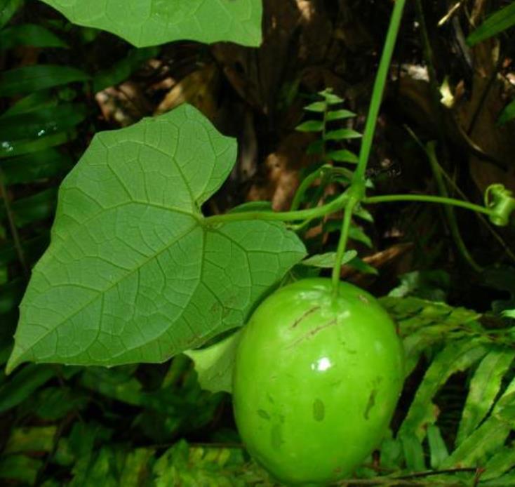 Melothria dulcis - Melotria Doce, Mini Melancia Doce, Pepino doce