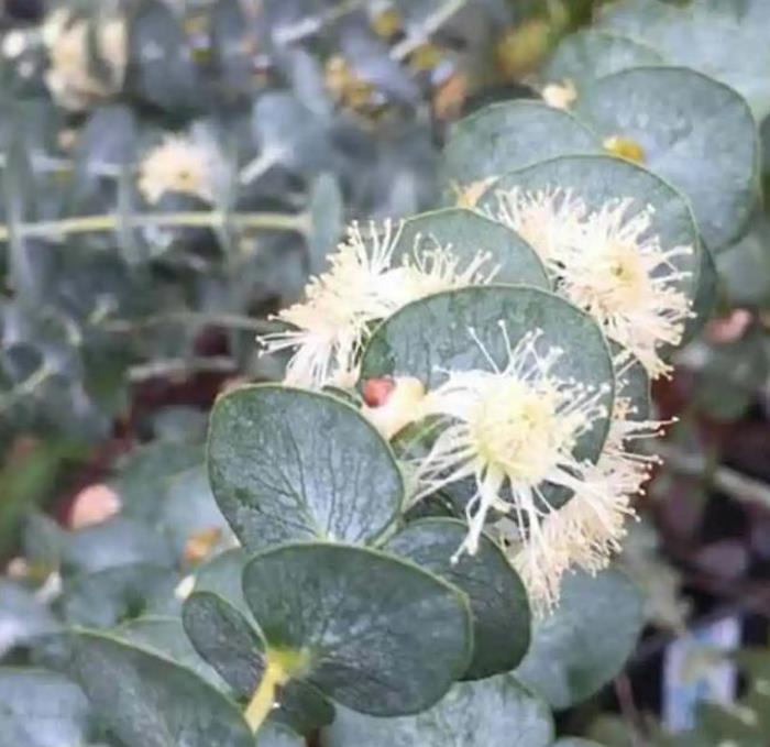 Eucalyptus pulverulenta 'Baby Blue' - Eucalipto Baby Blue, Eucalipto dos Floristas, Eucalipto Prata da Montanha