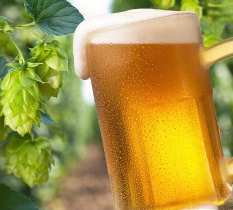 Humulus lupulus - Lúpulo