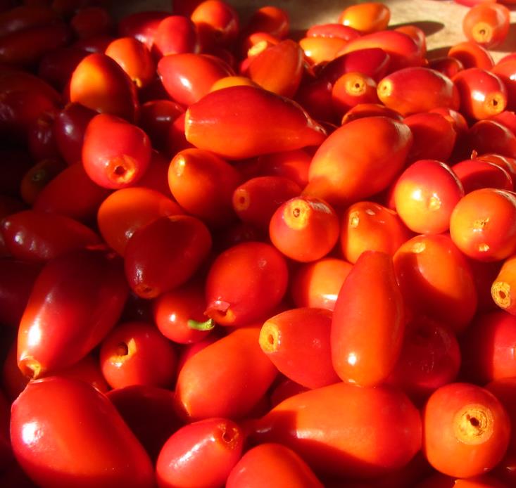 Rosa canina -  Trepadeira Rosa Mosqueta Canina, Rosa selvagem, Rosa silvestre, Rosa canina
