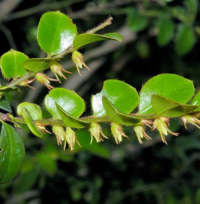 Diospyros vaccinioides - Mini-caqui, Caqui-uva, Small Persimmon, Pequeno Caqui