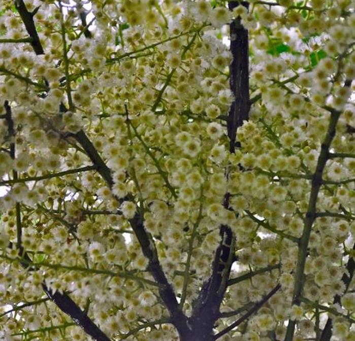 Elaeocarpus ganitrus - Azeitona Azul, Rudraksha, Contas de Mirtilo