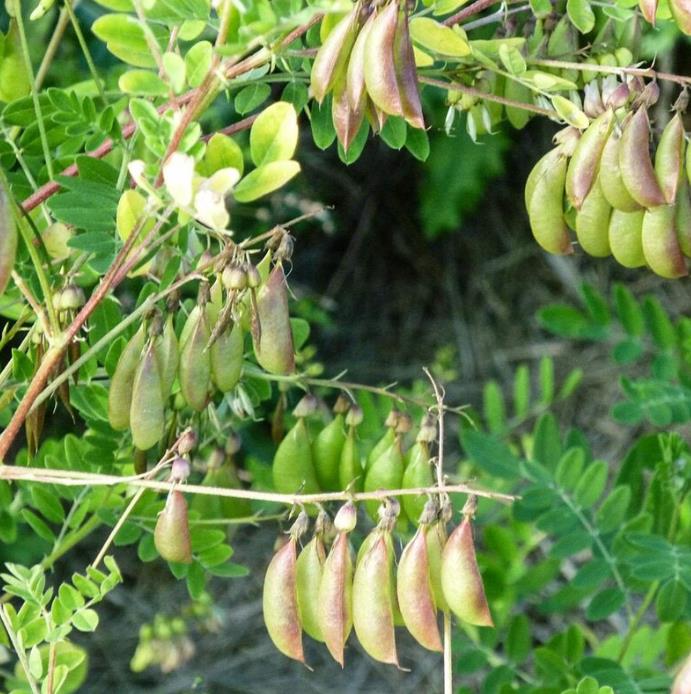 Astragalus membranaceus (Astragalus propinquus) - Erva da Longevidade, Astrágalo, Huang chi, Chinese milk-vetch
