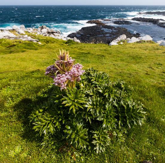 Anisotome latifolia - Cenoura de Campbell, Campbell carrot, Mega-Ervas - Megaherbs