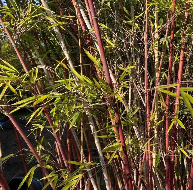 Borinda fungosa (Fargesia fungosa) - Bambu Chocolate