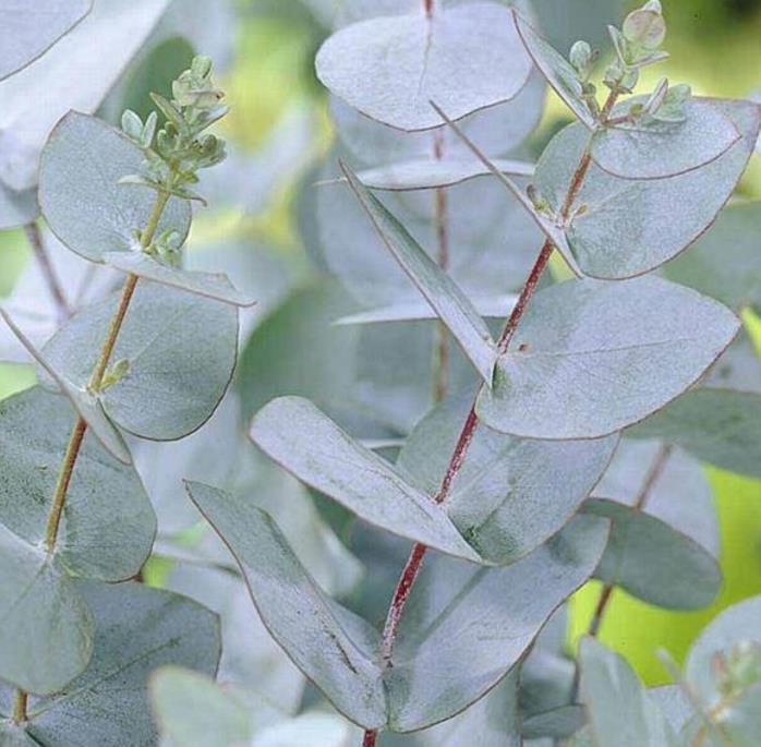 Corymbia gunnii - Eucalipto Goma de Cidra, Eucalipto Maple Syrup, Eucalipto Xarope de Bordo