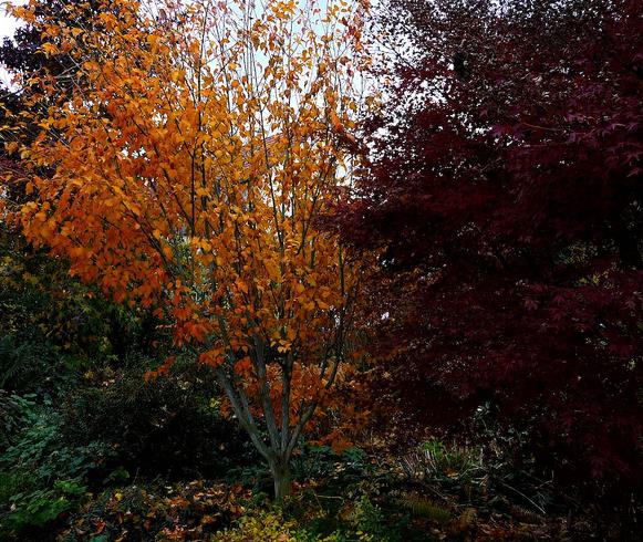 Acer davidii Grosseri - Acer Madeira Divina, Mapple, Acer davidii Grosseri