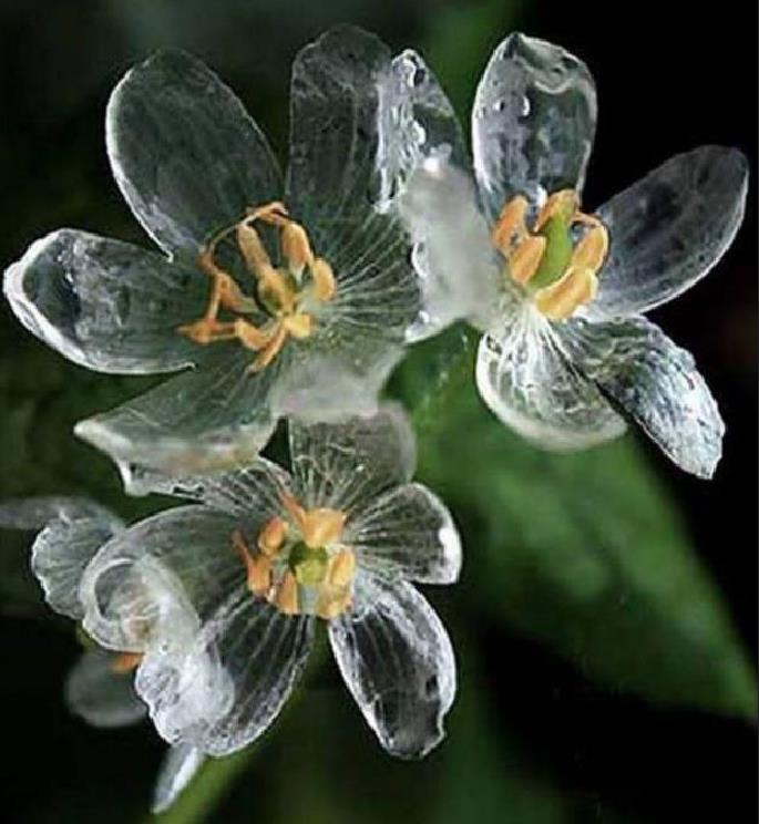 Diphylleia grayi - Flor cristal, Flor Mágica de Cristal, Flor Esqueleto, Flor Pétalas de Cristal, C