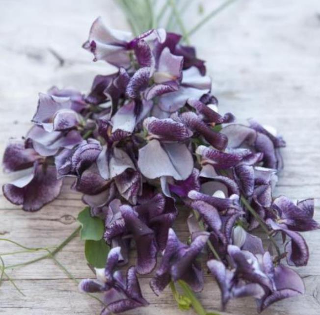 Lathyrus odoratus 'Nimbus Spencer' - Ervilha Doce Nimbus Spencer, Ervilha Doce Perfumada Nimbus