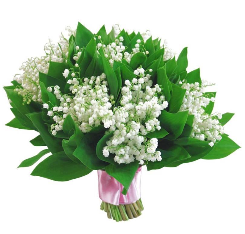 Convallaria majalis - Lirio do Vale, Muguet, Lírio de Maio, Lily of the Valley