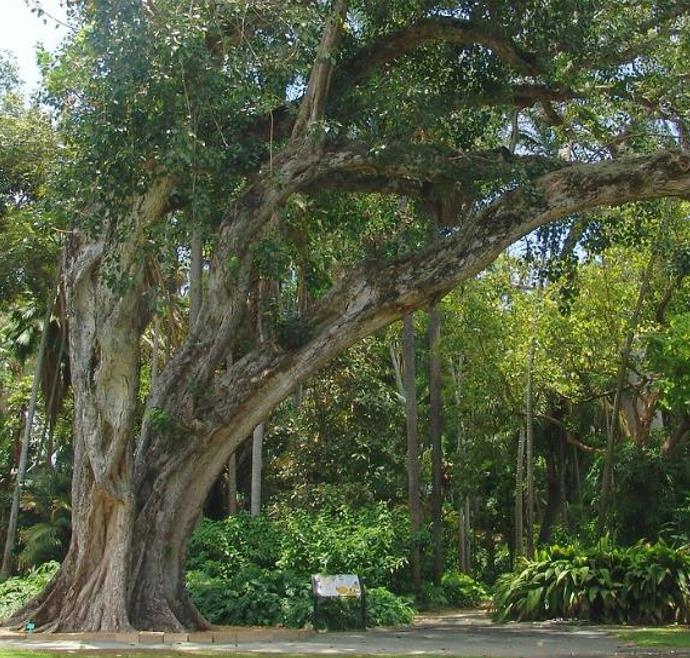 Ficus religiosa - Figueira Religiosa, Figueira dos Pagodes, Figueira Sagrada, Sacred Fig
