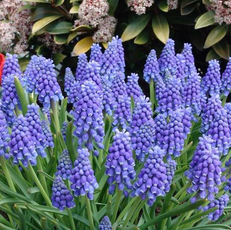 Muscari spp Mix - Jacinto Uva Floração Mix