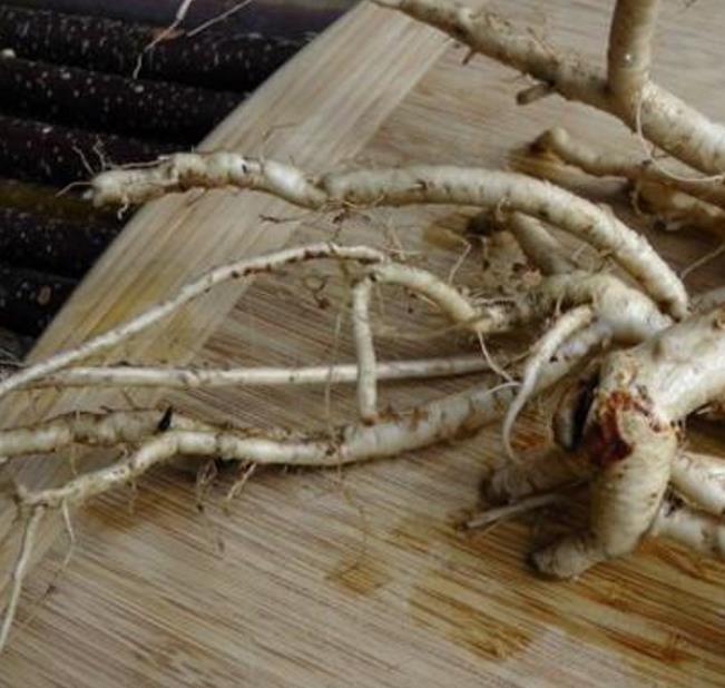 Astragalus schelkovnikovii - Erva da Longevidade,  Astragalo Armênio, Locoweed