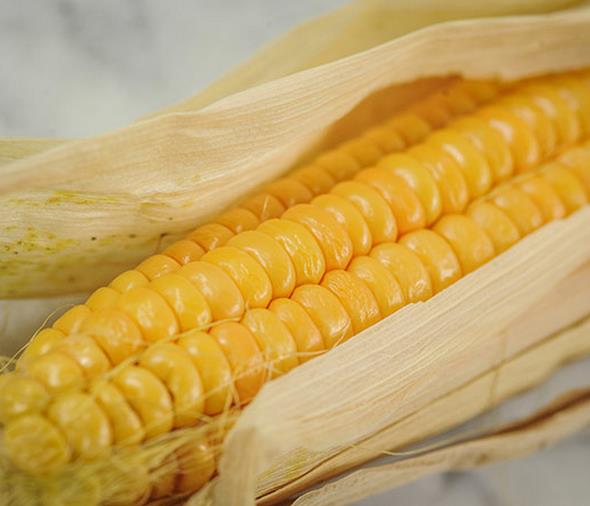 Zea mays Dorinny Sweet (C.O) - Milho Doce Dorinny